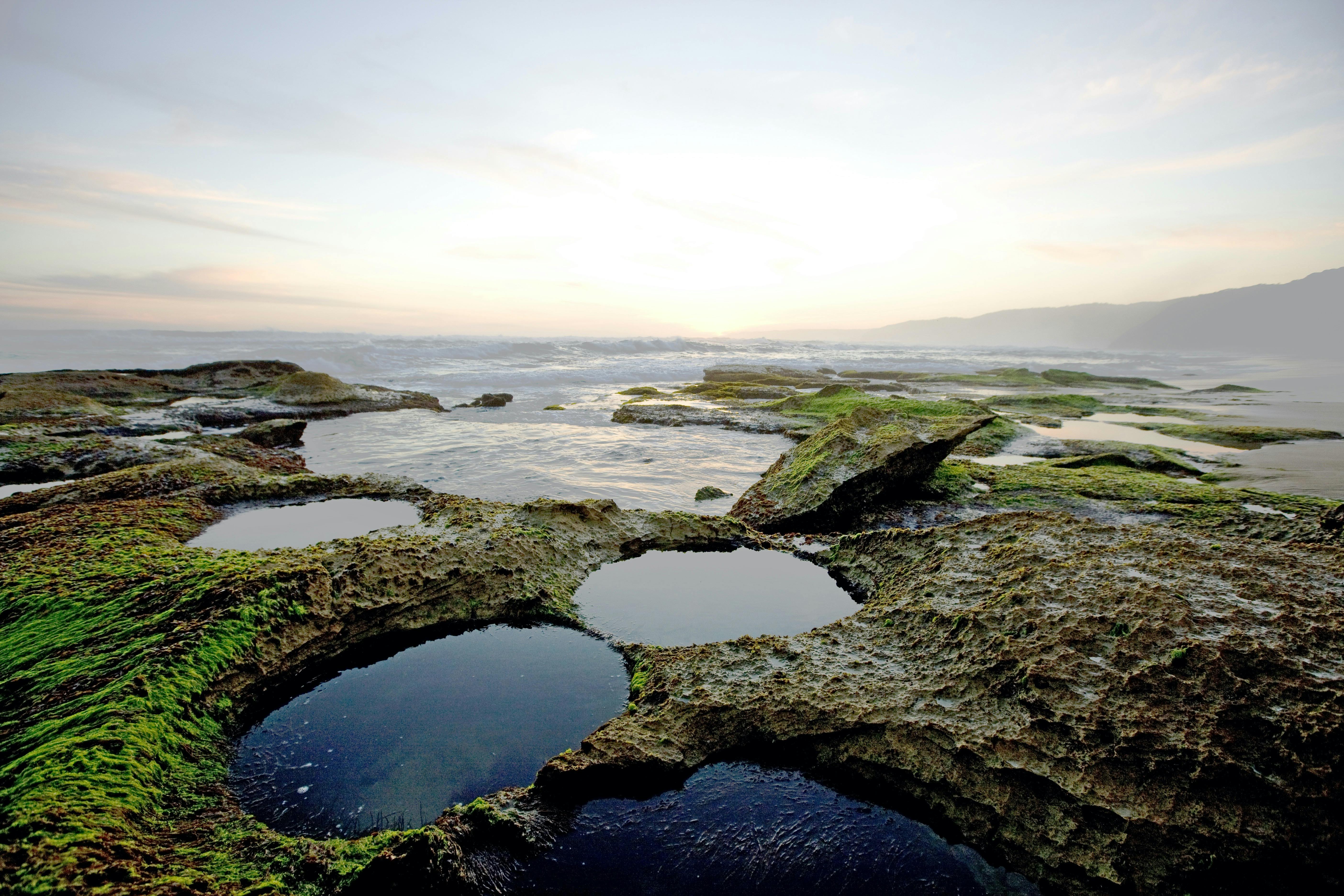 Discover the rock pools at low tide
