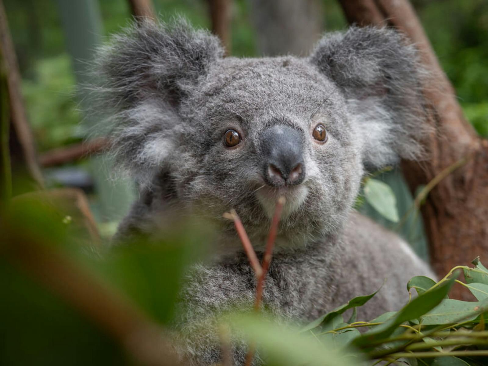 コアラのクローズアップ