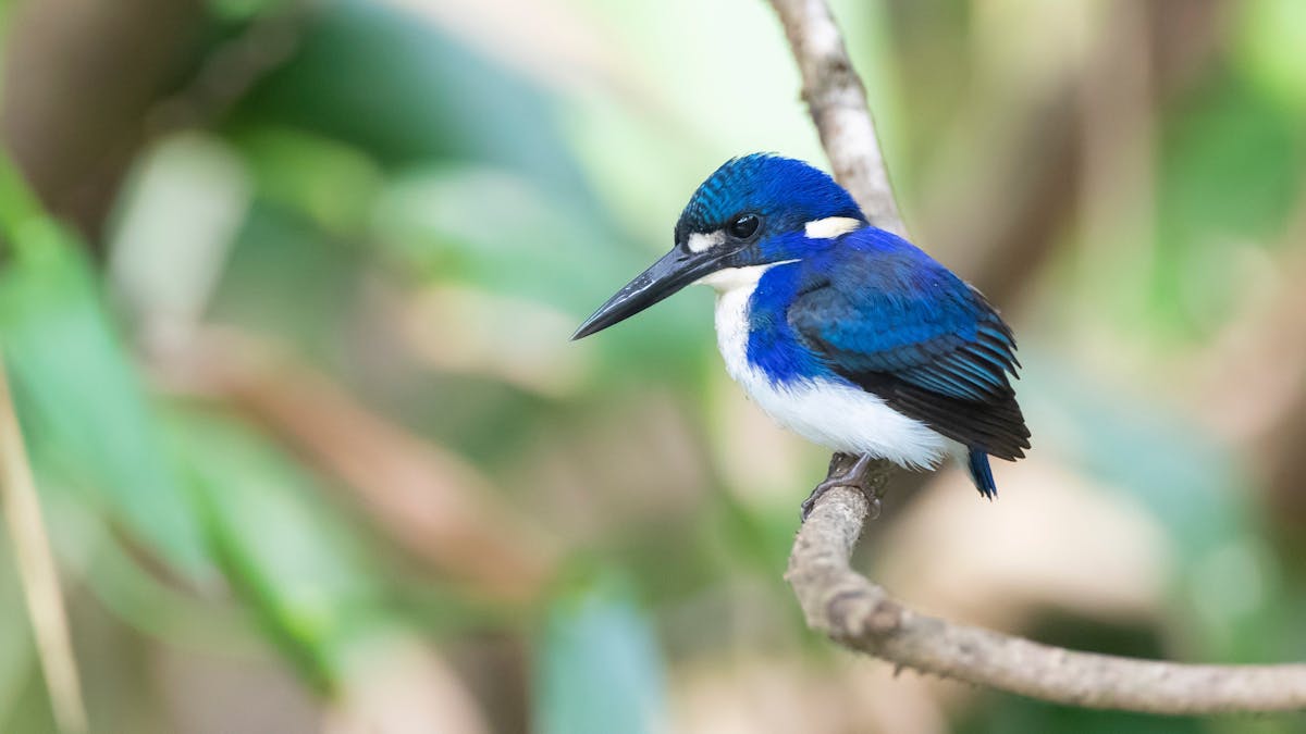 Little Kingfisher