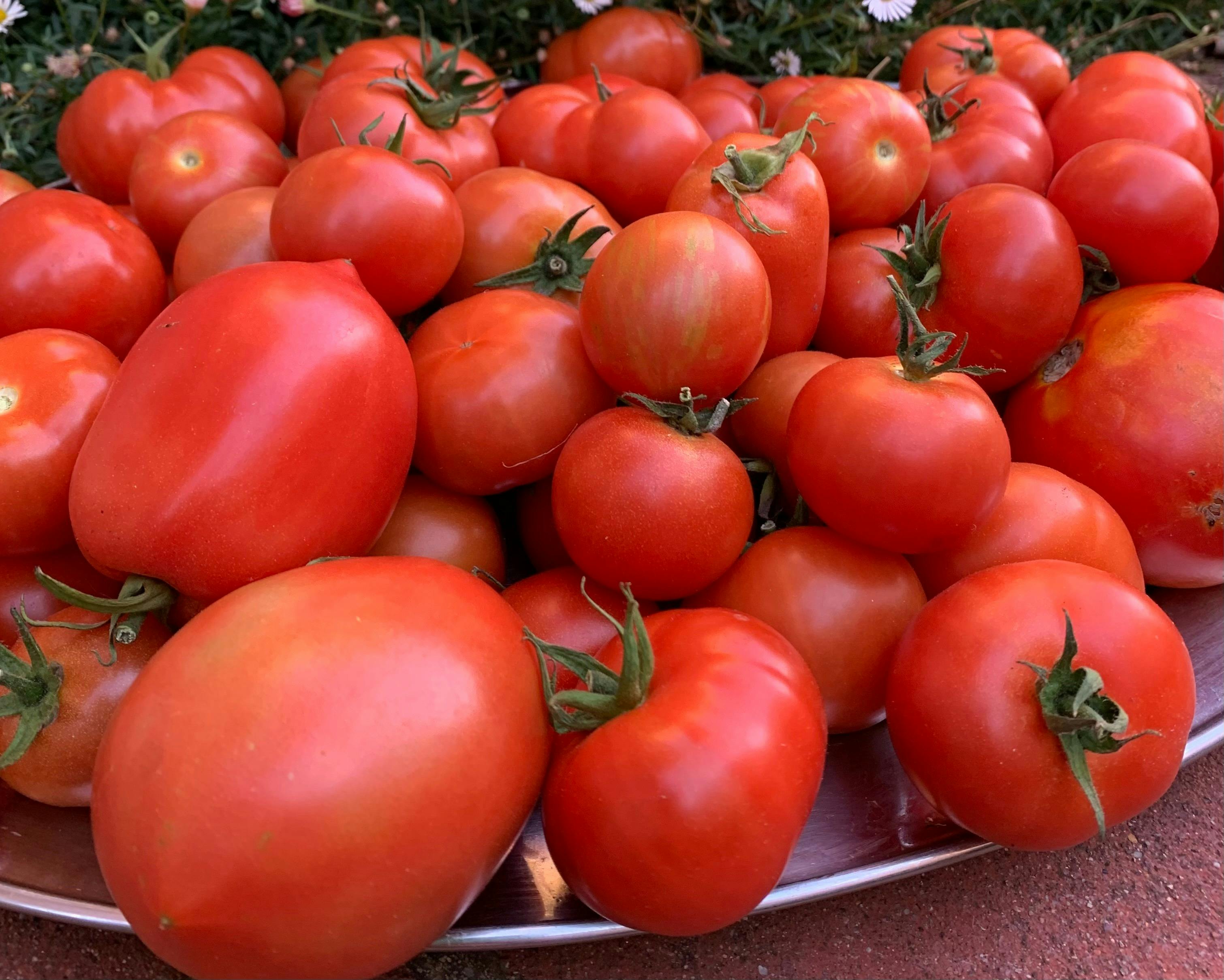 local tomatoes