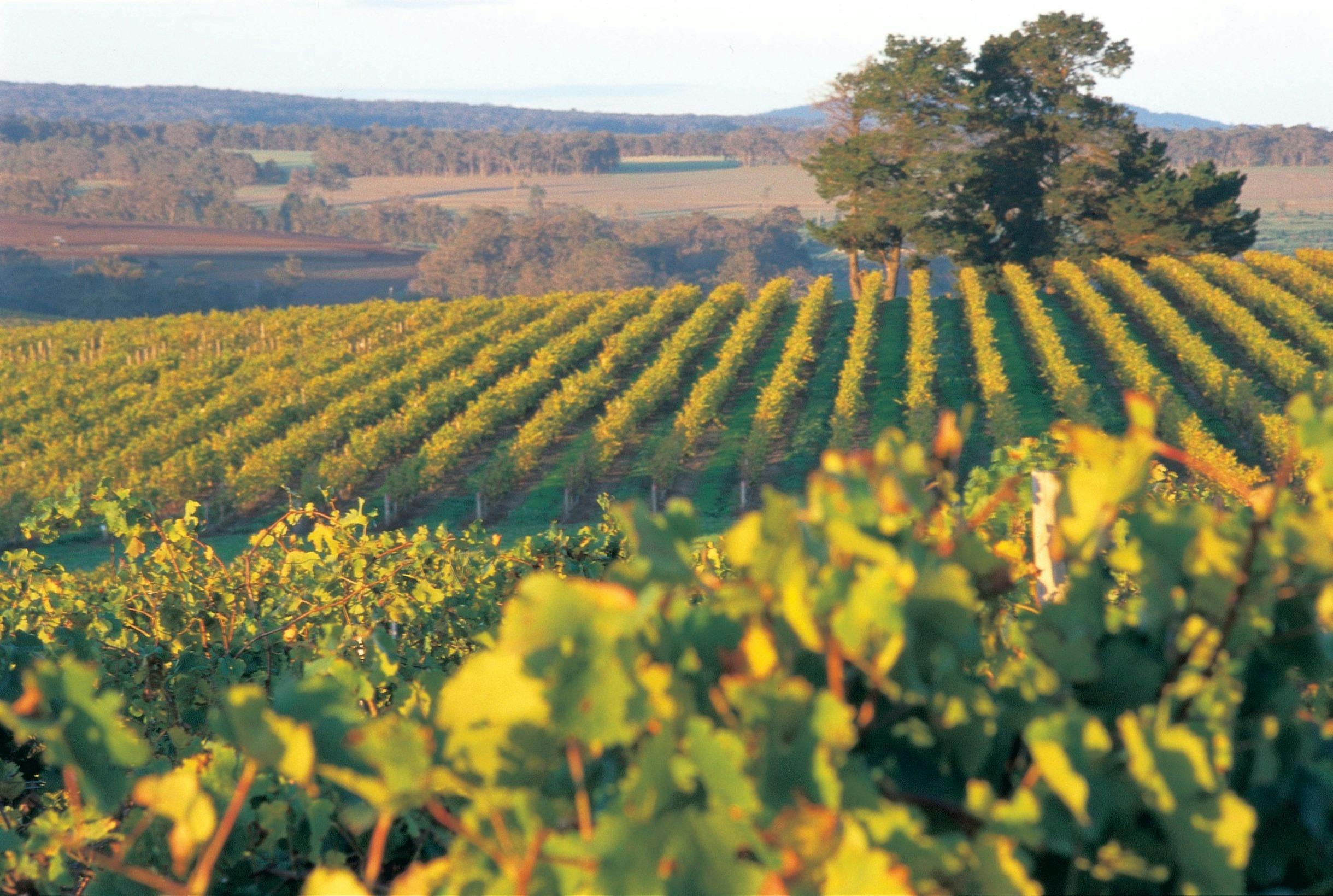 Goundrey Winery vineyard near Mount Barker, Western Australia