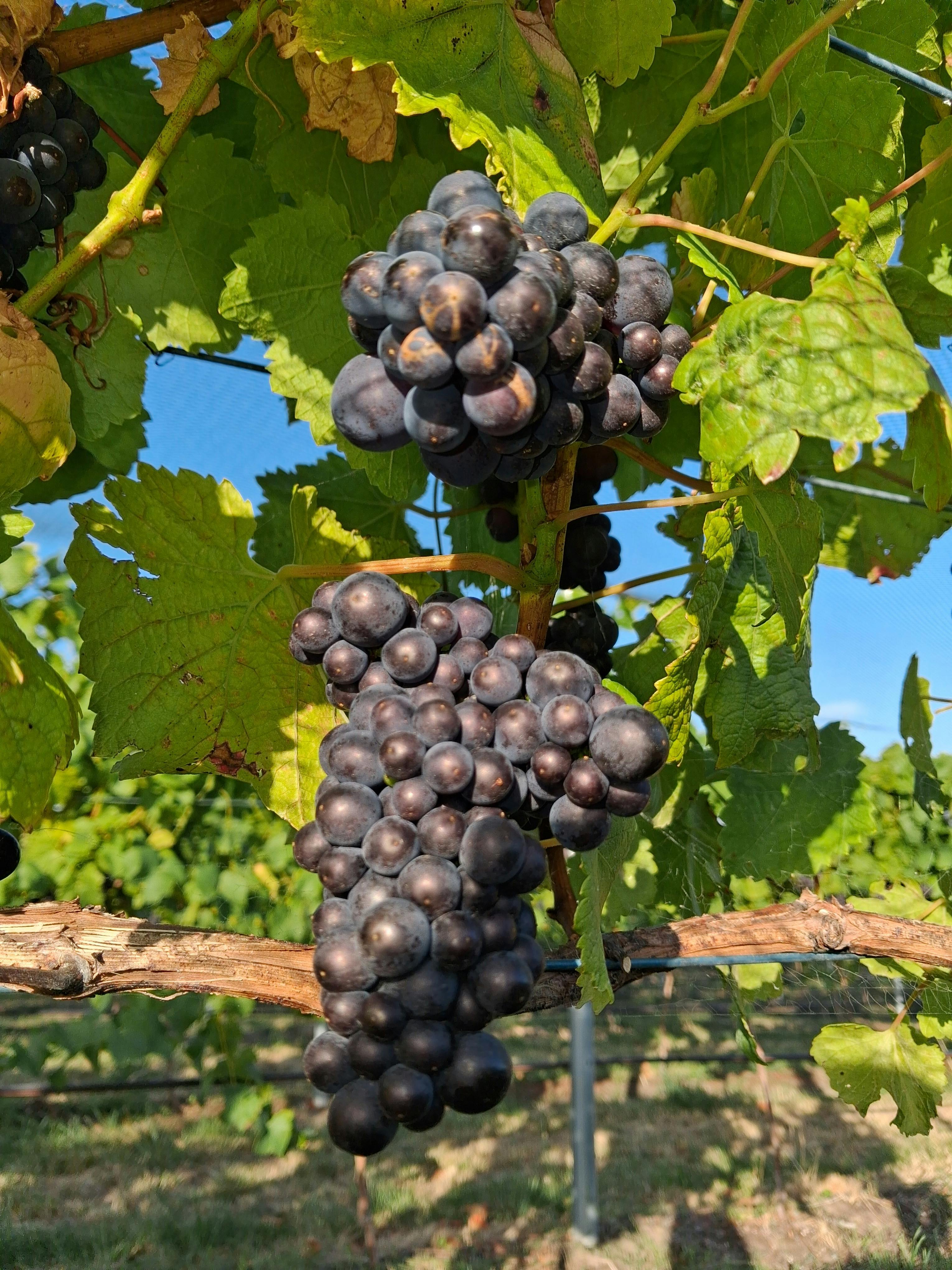 Coal River Valley Pinot Noir