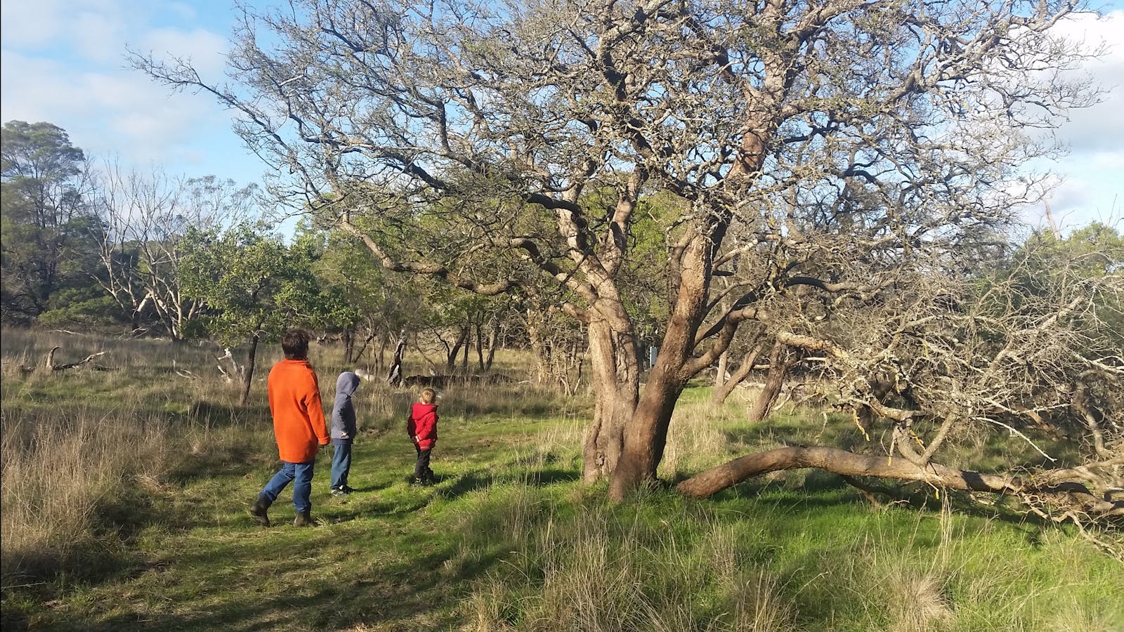 The Hamilton Bandicoot Wildlife Walk