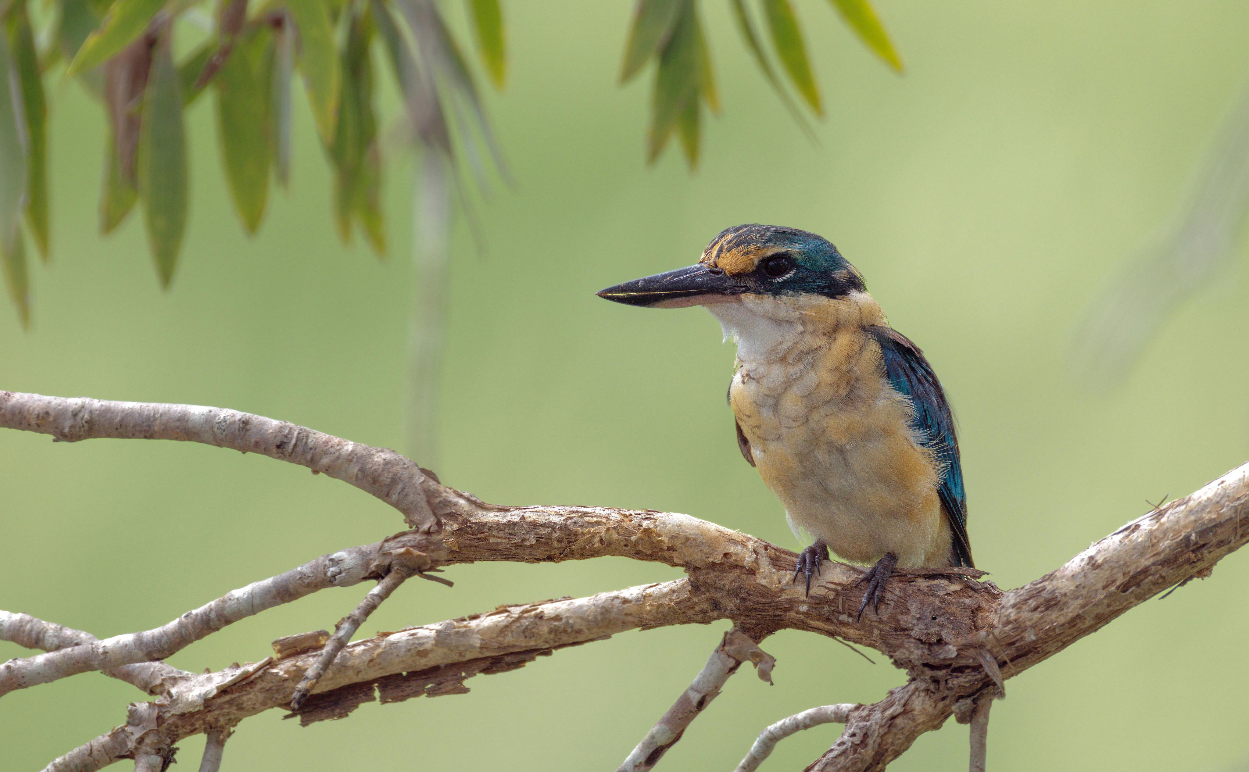 Sacred Kingfisher, Todiramphus sanctus, at Corroboree Billabong, Northern Territory