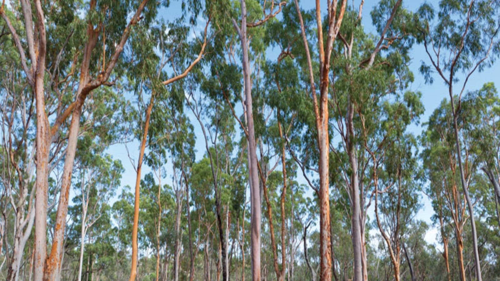 Pilliga Forest