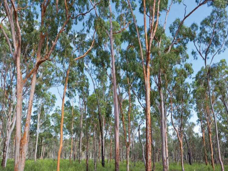 Pilliga Forest