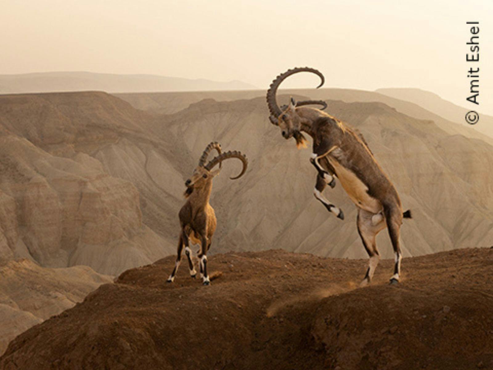 Two clashing Nubian ibex against the dramatic backdrop