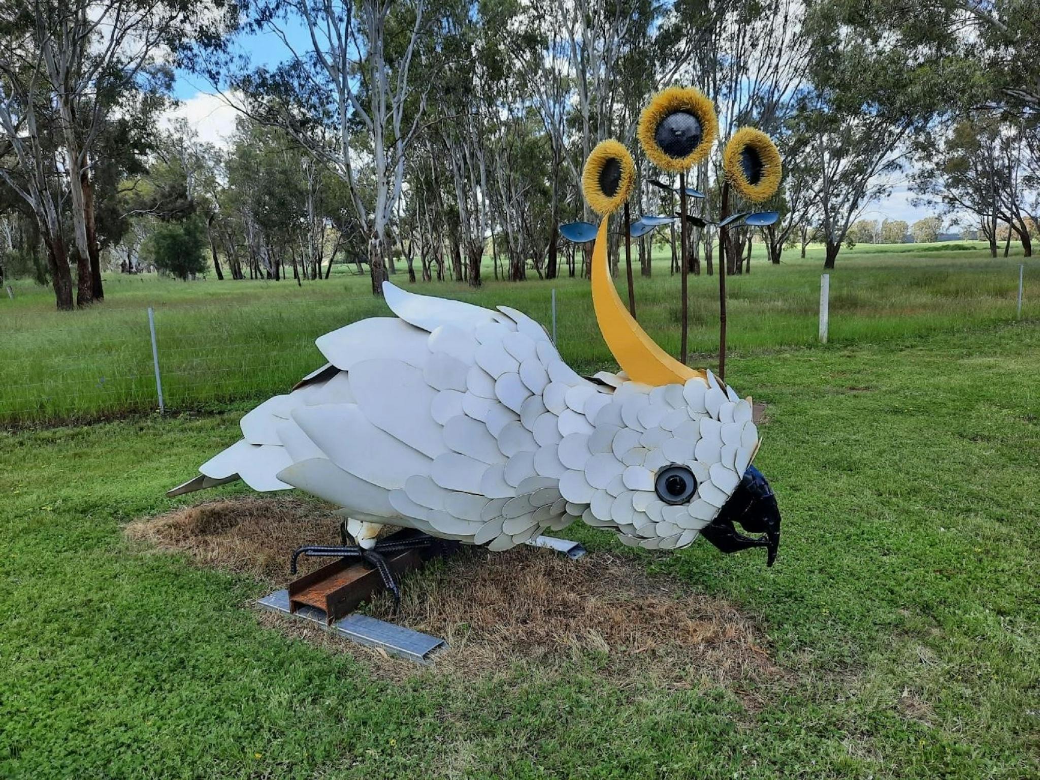 Cockatoo