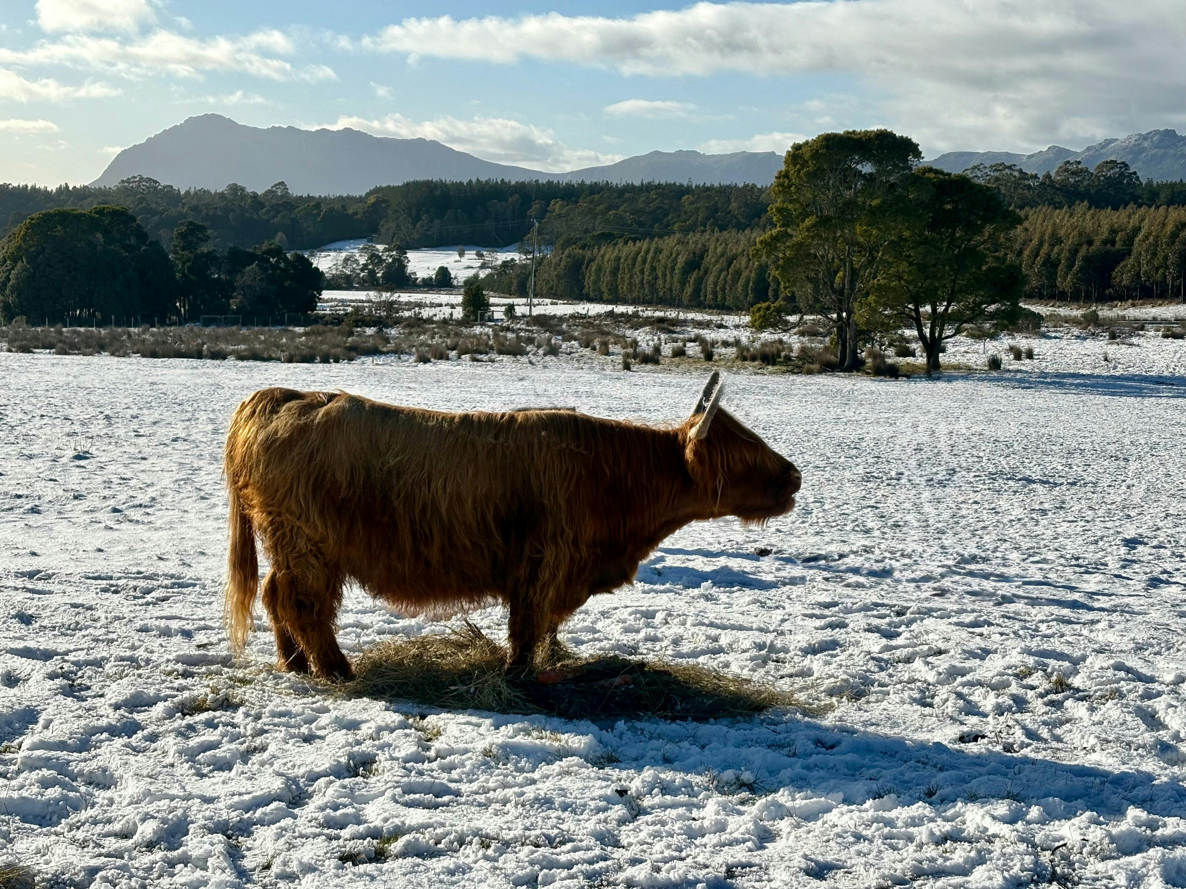 Cradle Mountain Highlands (Highland Cow Experiences)