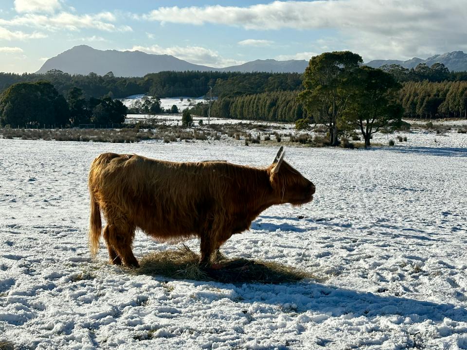 Cradle Mountain Highlands (Highland Cow Experiences) photo