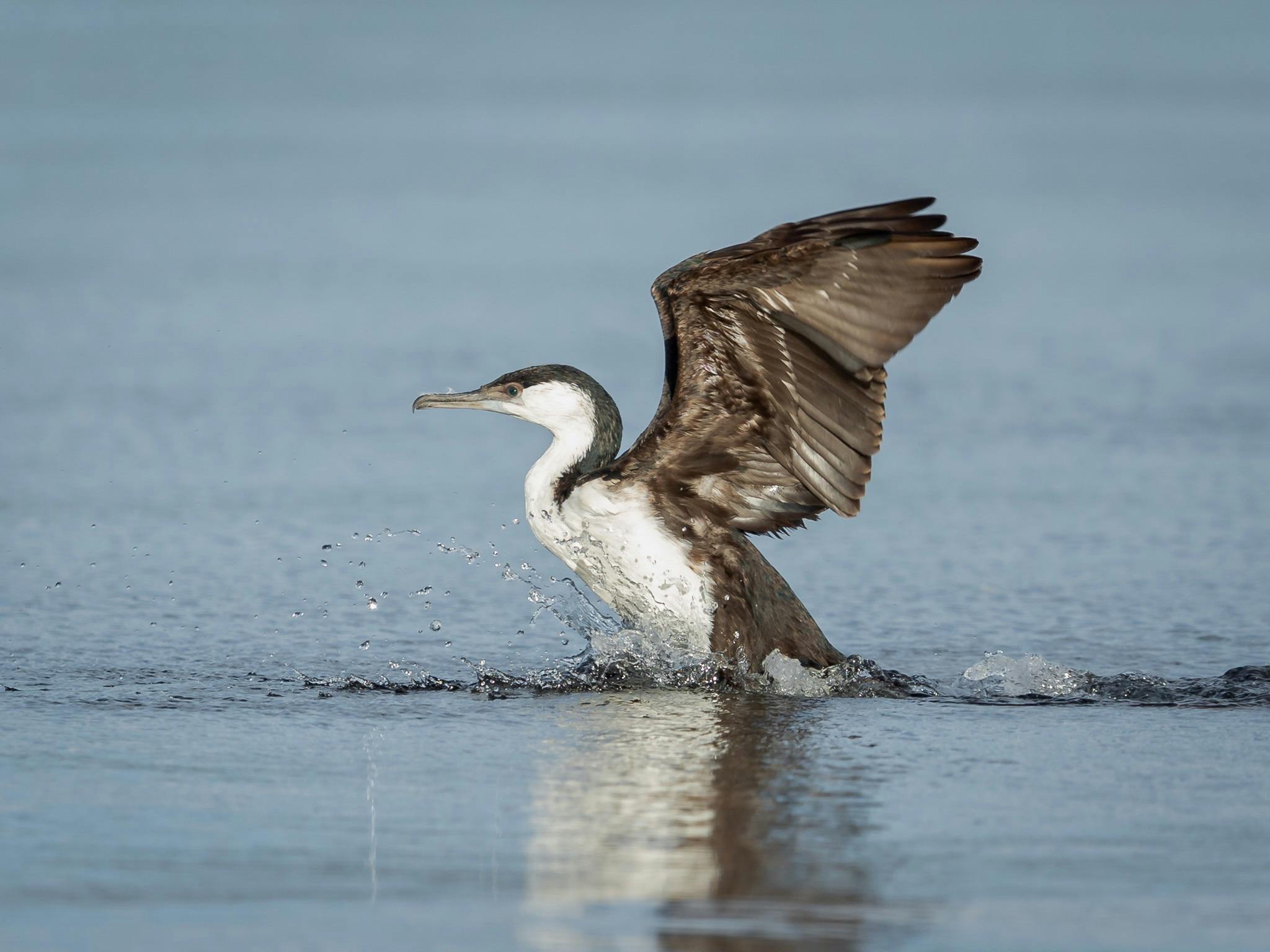 A black-faced cormorant taking off from the water's surface
