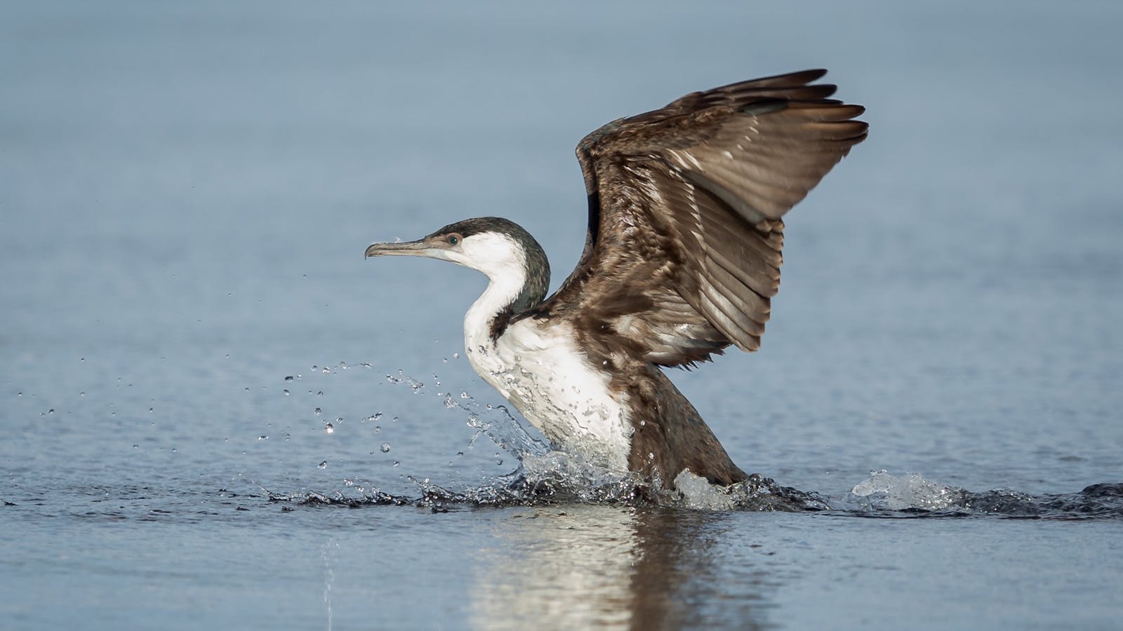 Waterbirds ready to take flight - learn camera settings that will help you capture the moment