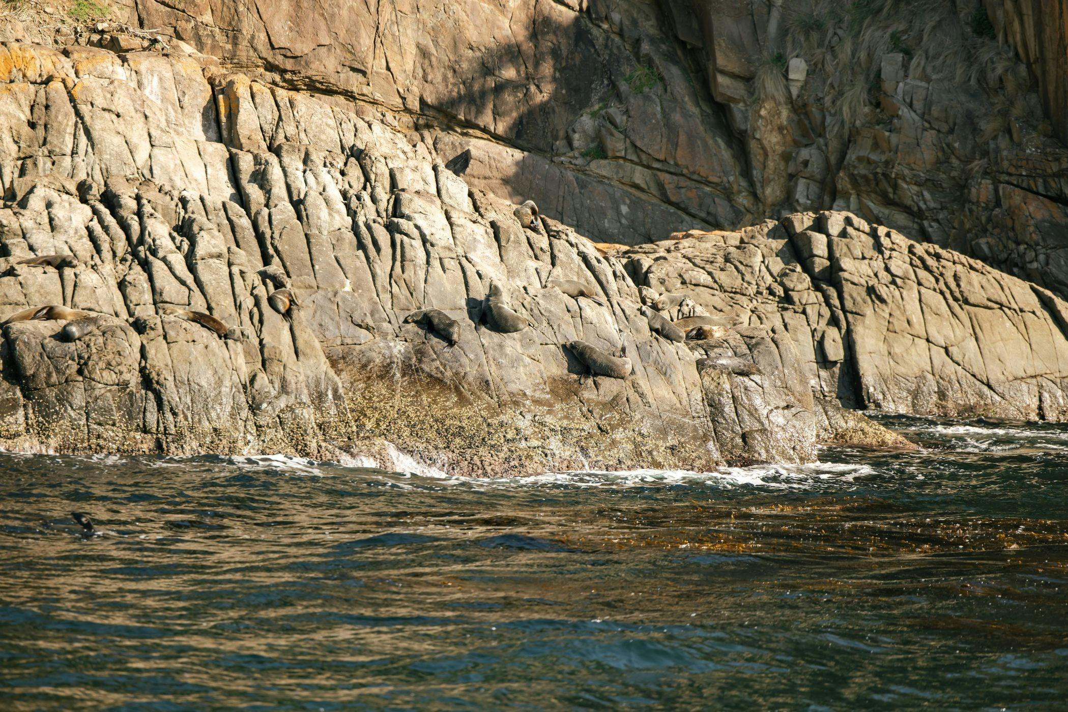 A group of seals sunbaking on the rocks