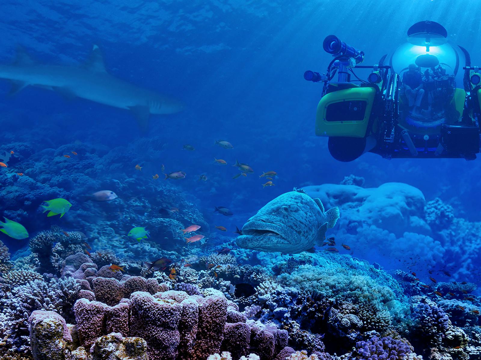 Image for David Attenborough’s Great Barrier Reef Dive VR