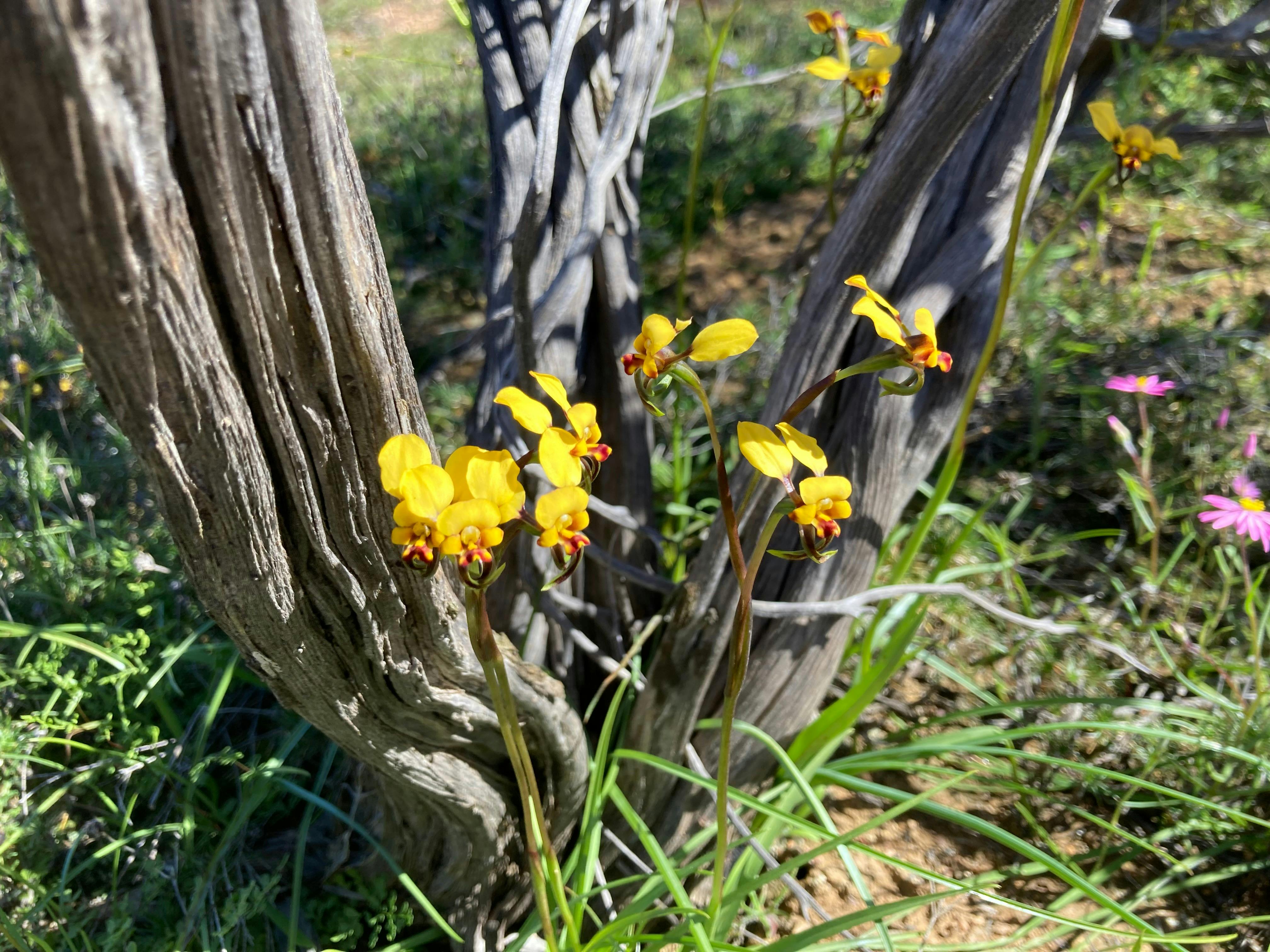 Donkey Orchids on a wildflower tour with New Leaf Connect