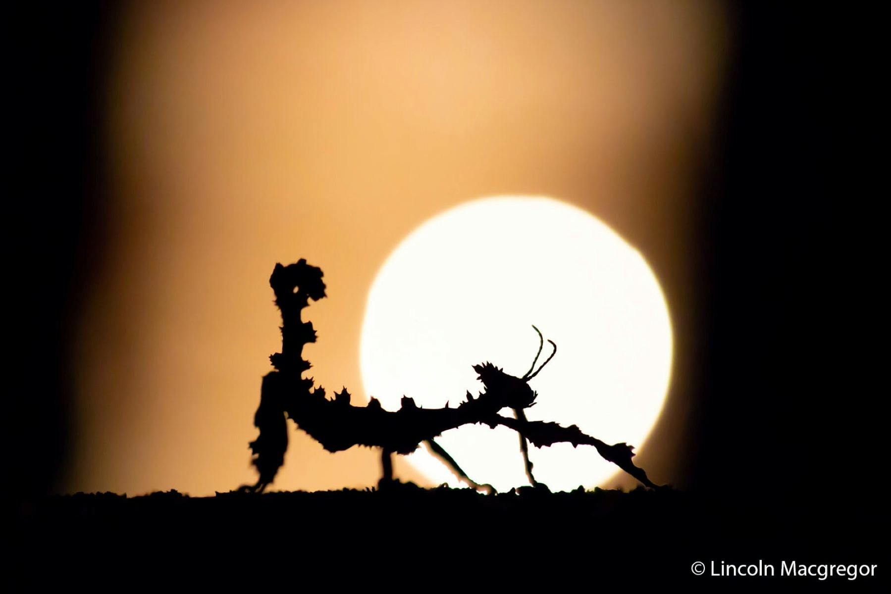 Silhouette of a thorny stick insect against a glowing sunset backdrop.