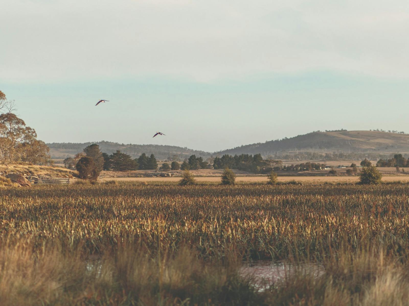 Expansive Oatlands countryside with native wetlands, low golden grasses and birds