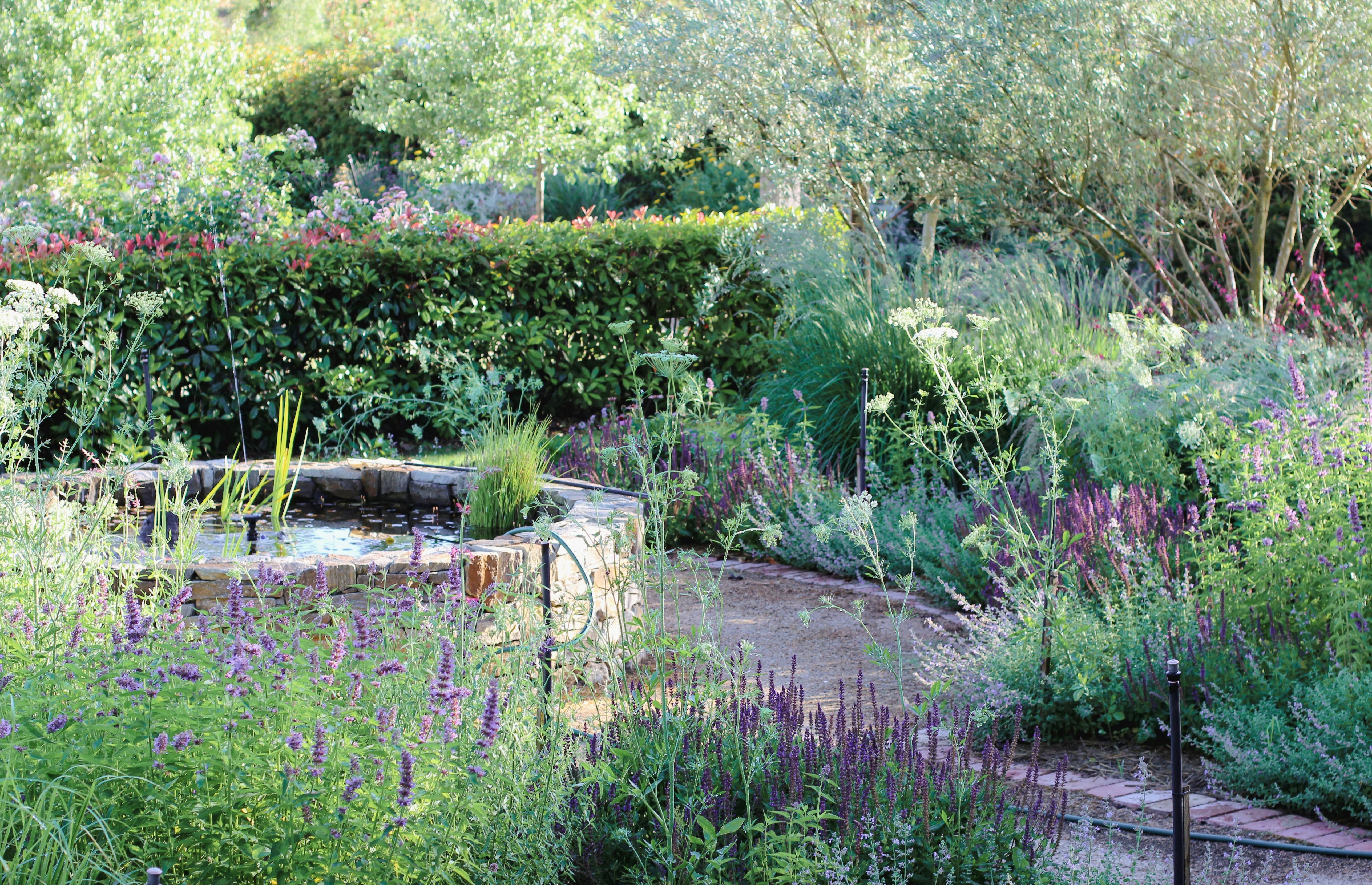 A pond with a gravel pathway around it and a garden bed surrounding the path and a hedge and trees.