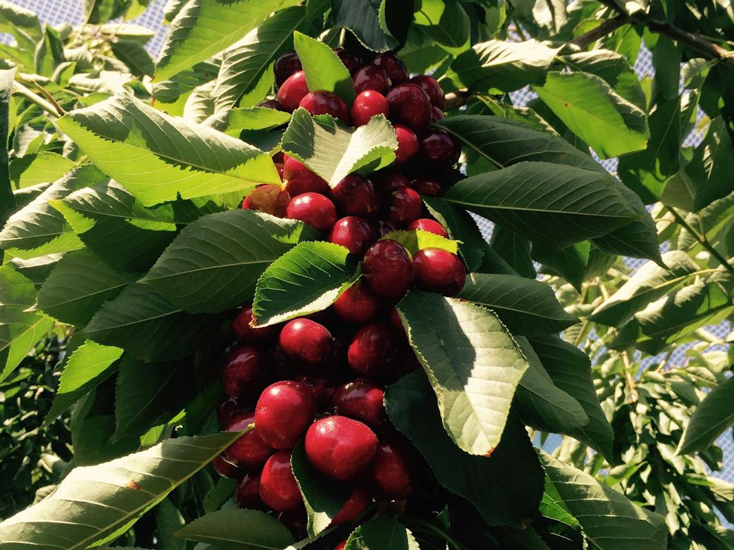 Blue Hills Berries and Cherries