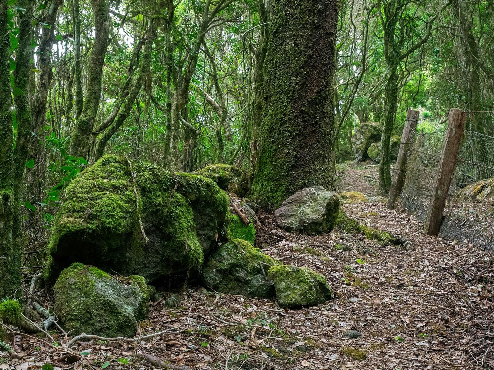 Moss Garden on Falls Drive