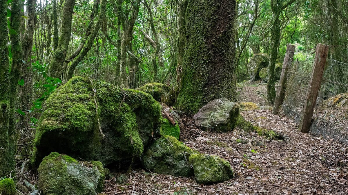 Moss Garden on Falls Drive
