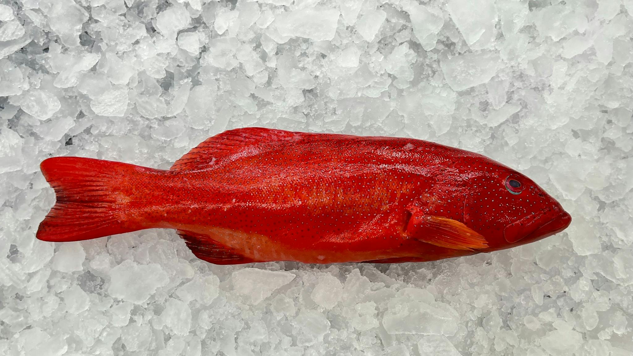 local whole coral trout