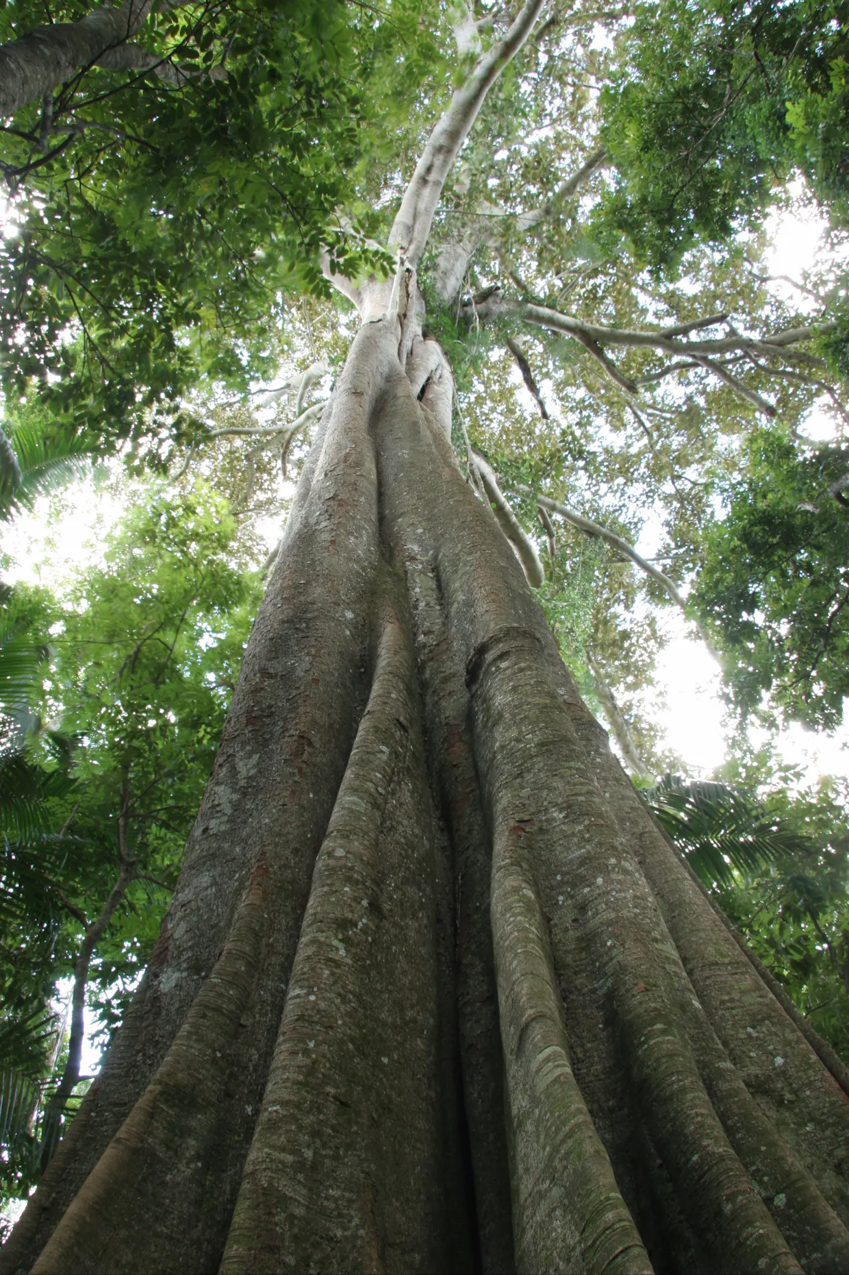 Amamoor State Forest