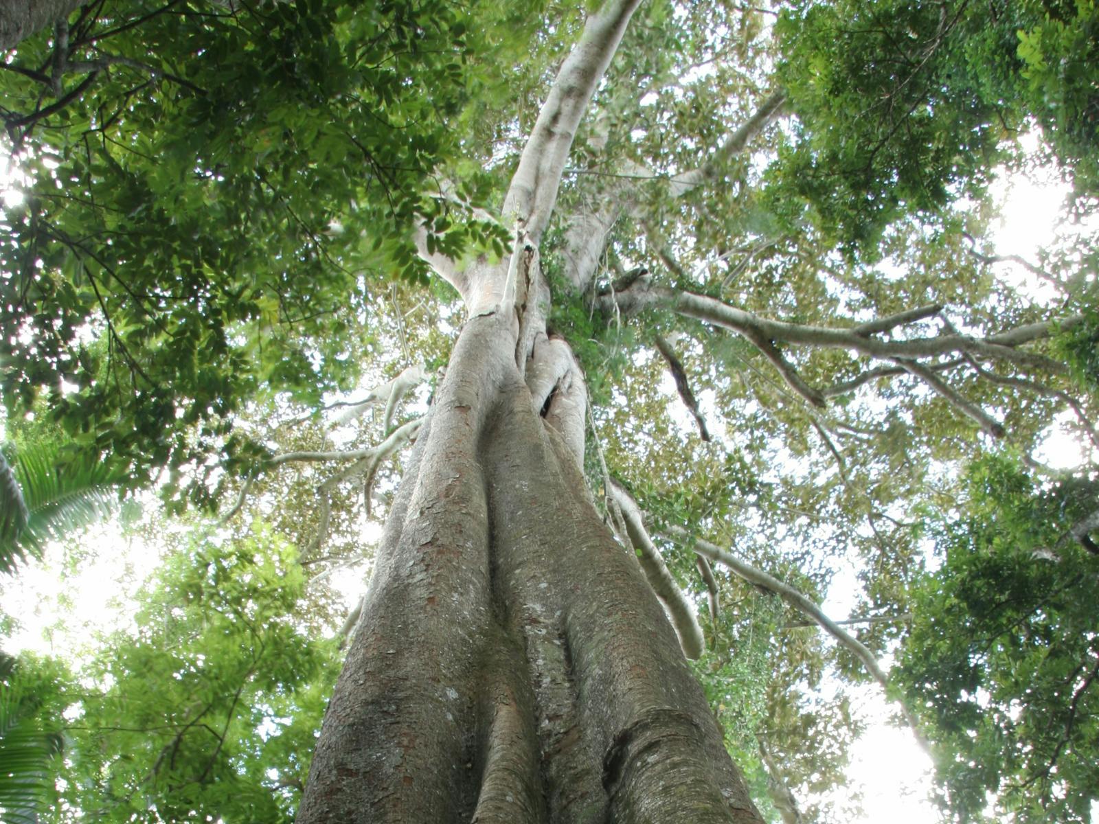 Amamoor State Forest
