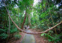 Kuranda has amazing rainforest walks