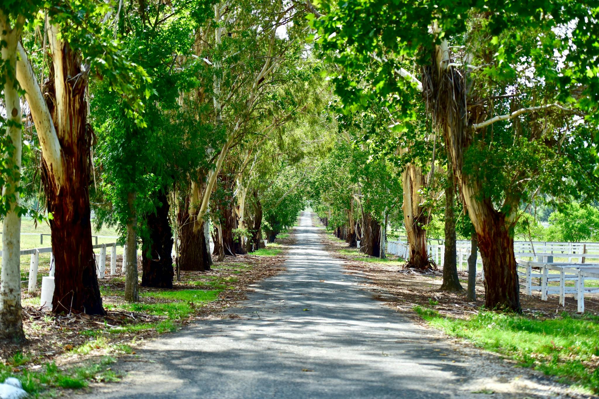 Our iconic White Fences and Trees adorn our driveways