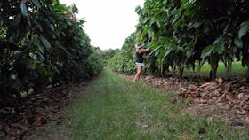 Cocoa trees
