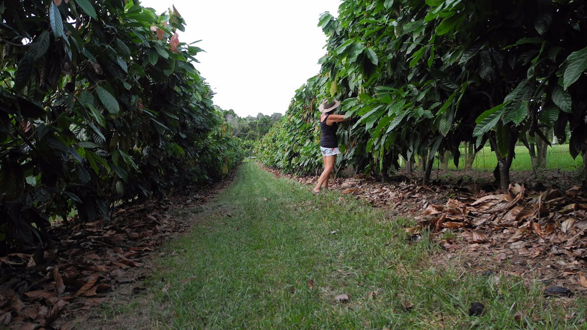 Cocoa trees