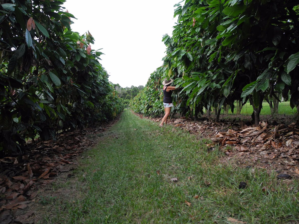 Cocoa trees