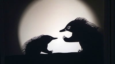 Two shadow puppet echidnas
