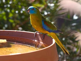 Male Turquoise Parrot enjoying  a drink a  one of several water points off the verandah.