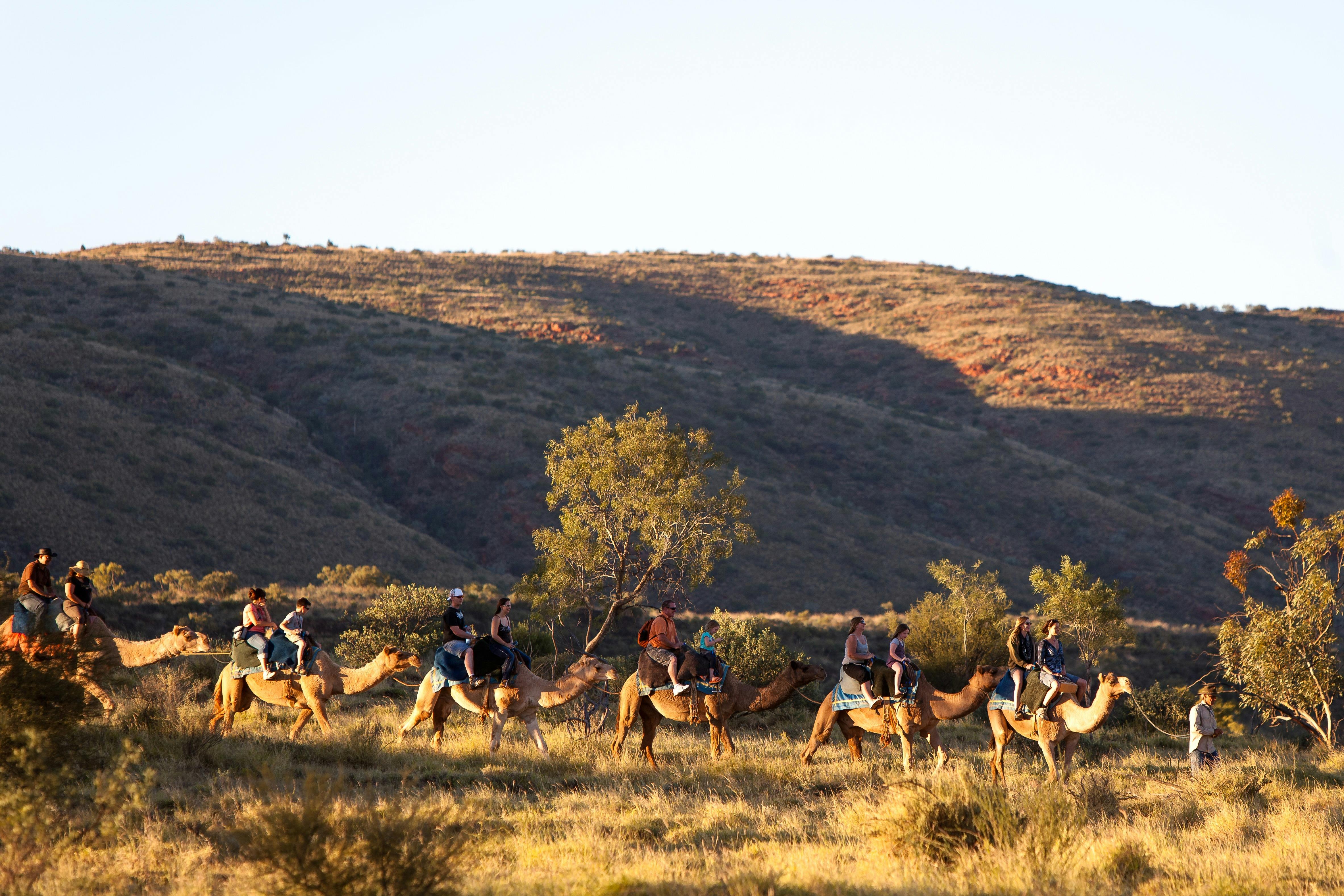 camels alice springs