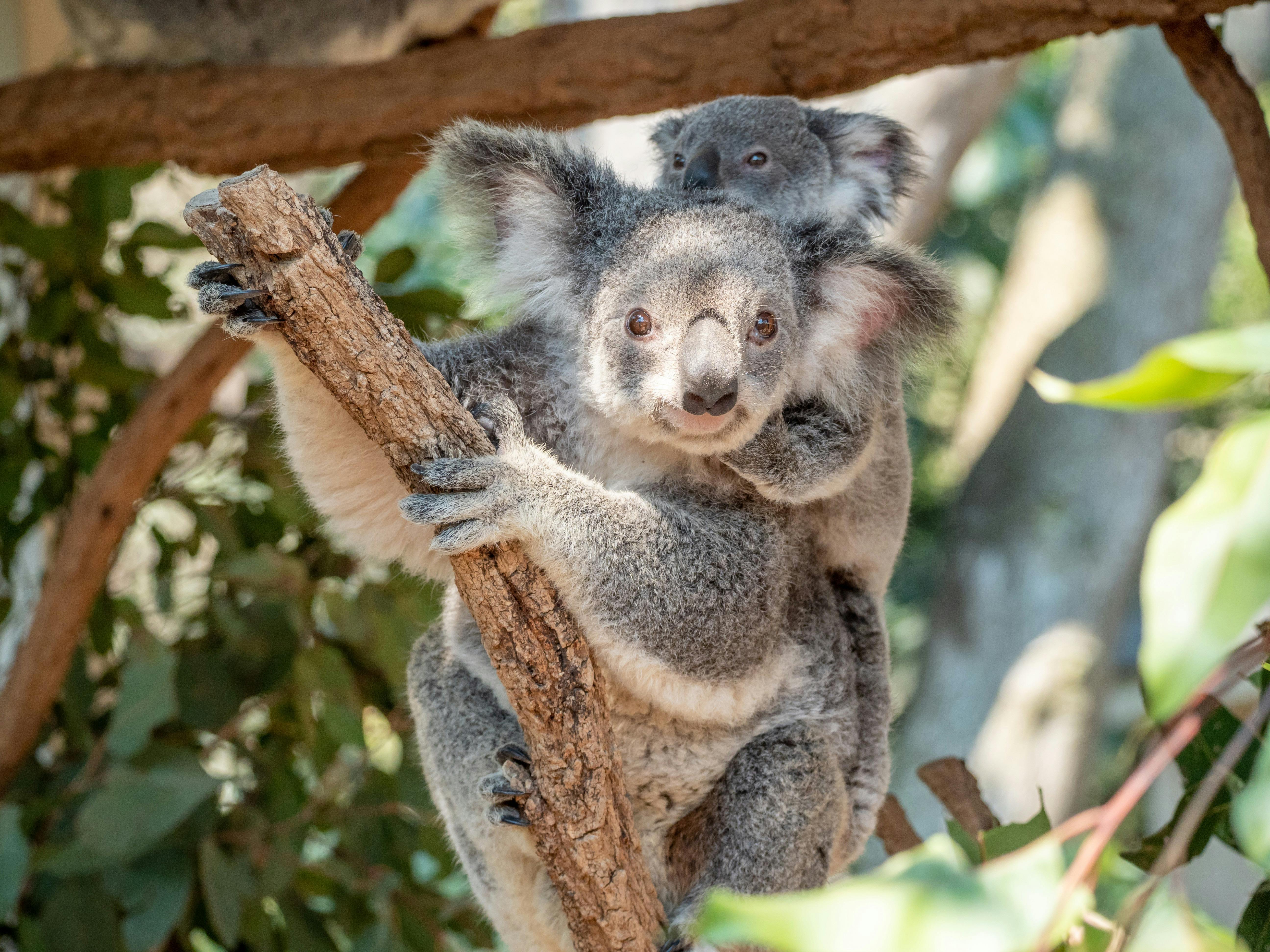 Koala