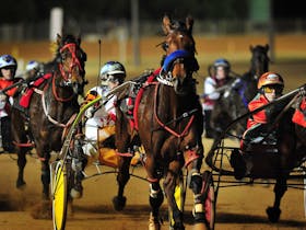 Harness Racing Night