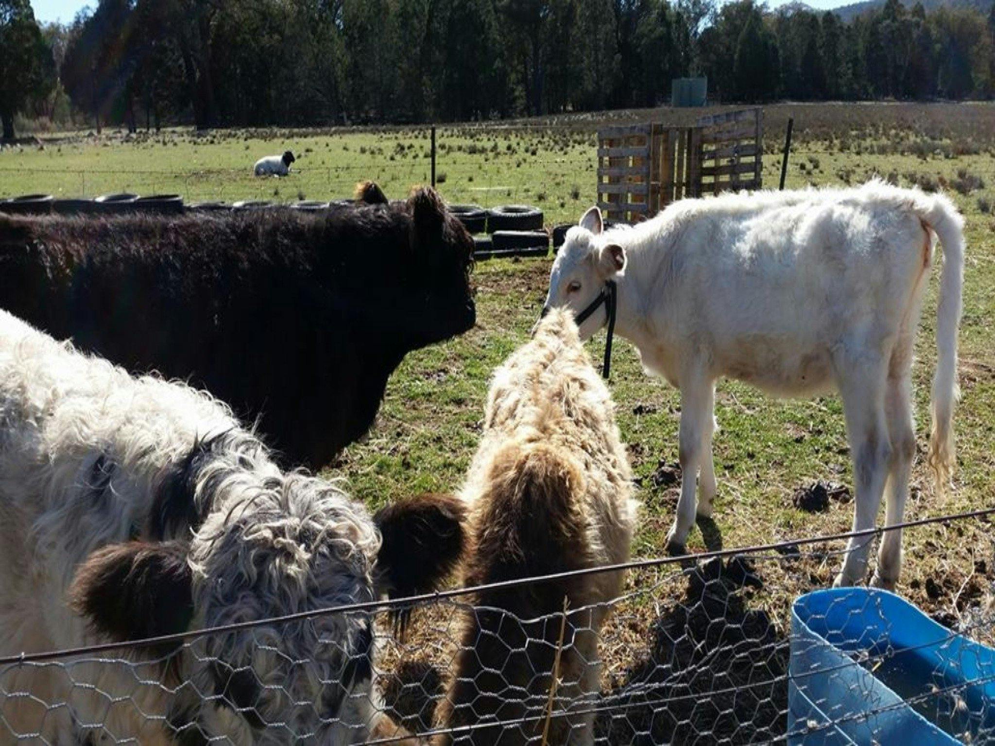 Quamby Park Farm Stay Retreat Hilltops Region NSW 2803