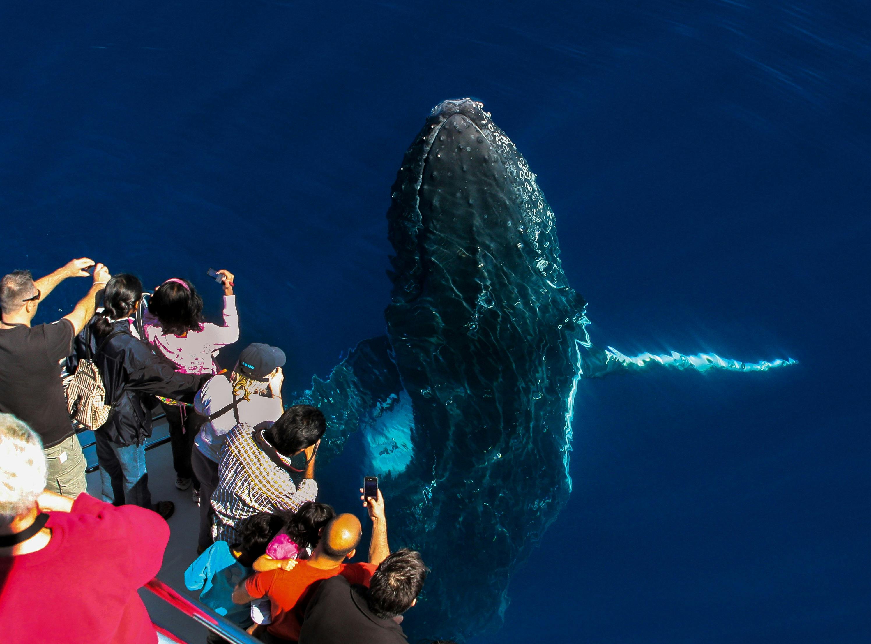 Sea WorlWhale Watching passengers looking at humpback whale spyhopping out of waterd Cruises