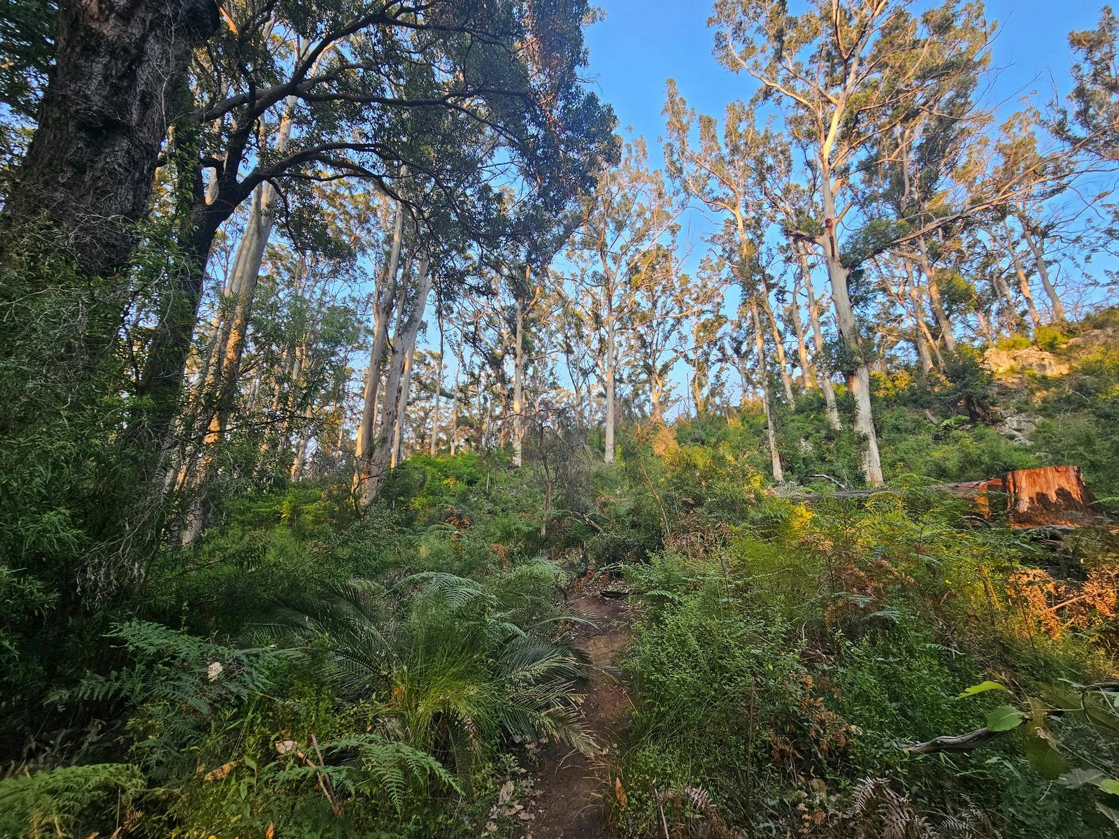 Boranup Forest, Boranup