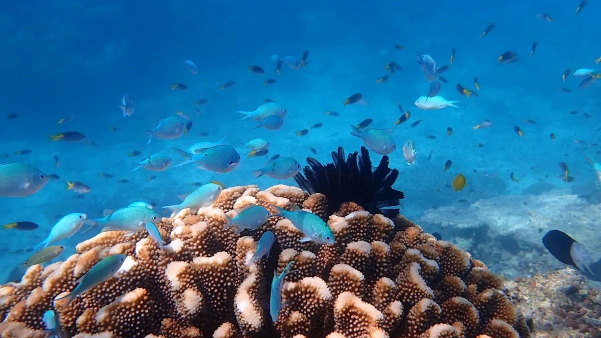 Beaver Reef Beaver Reef