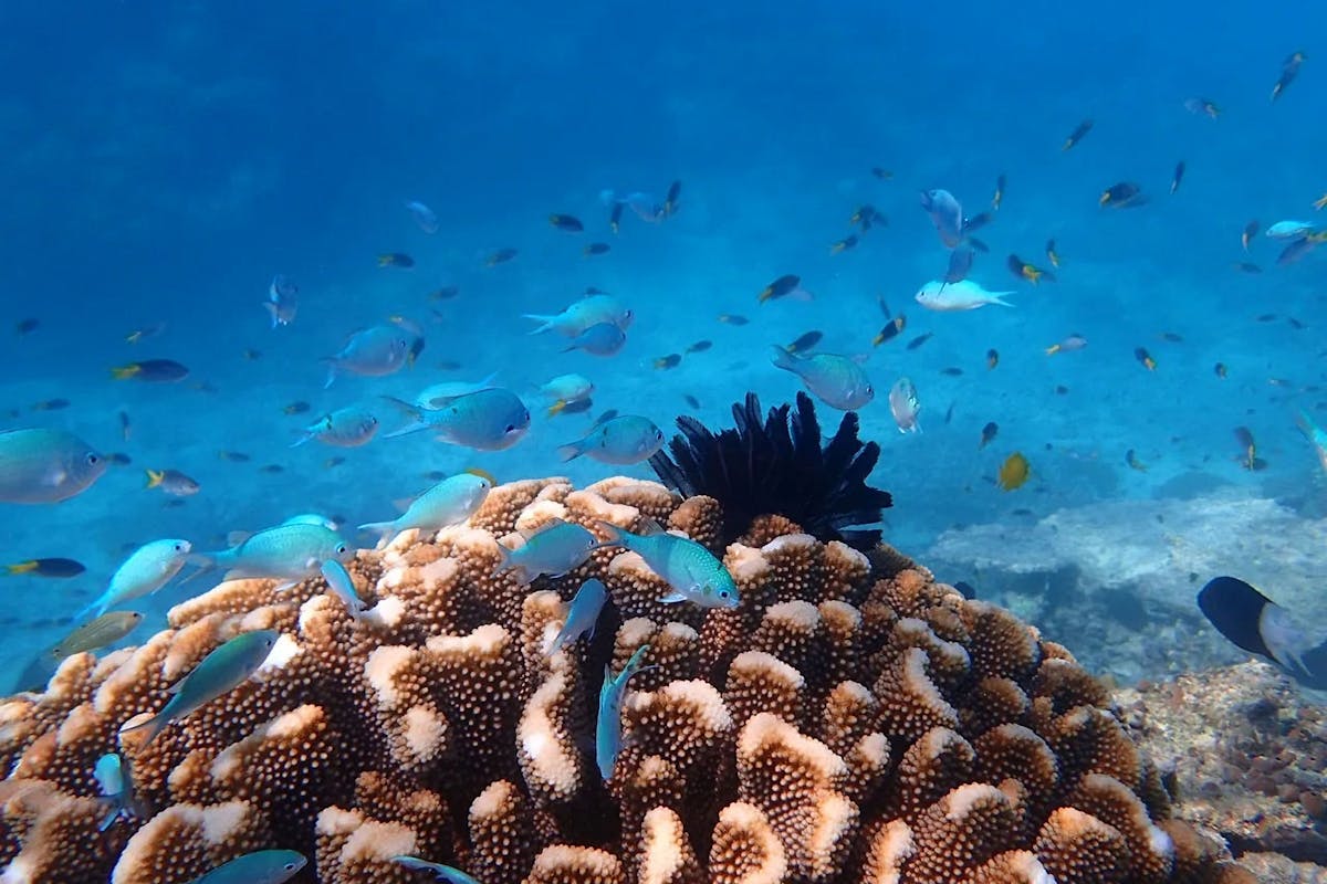 Beaver Reef