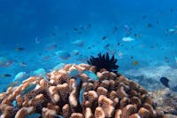 Beaver Reef
