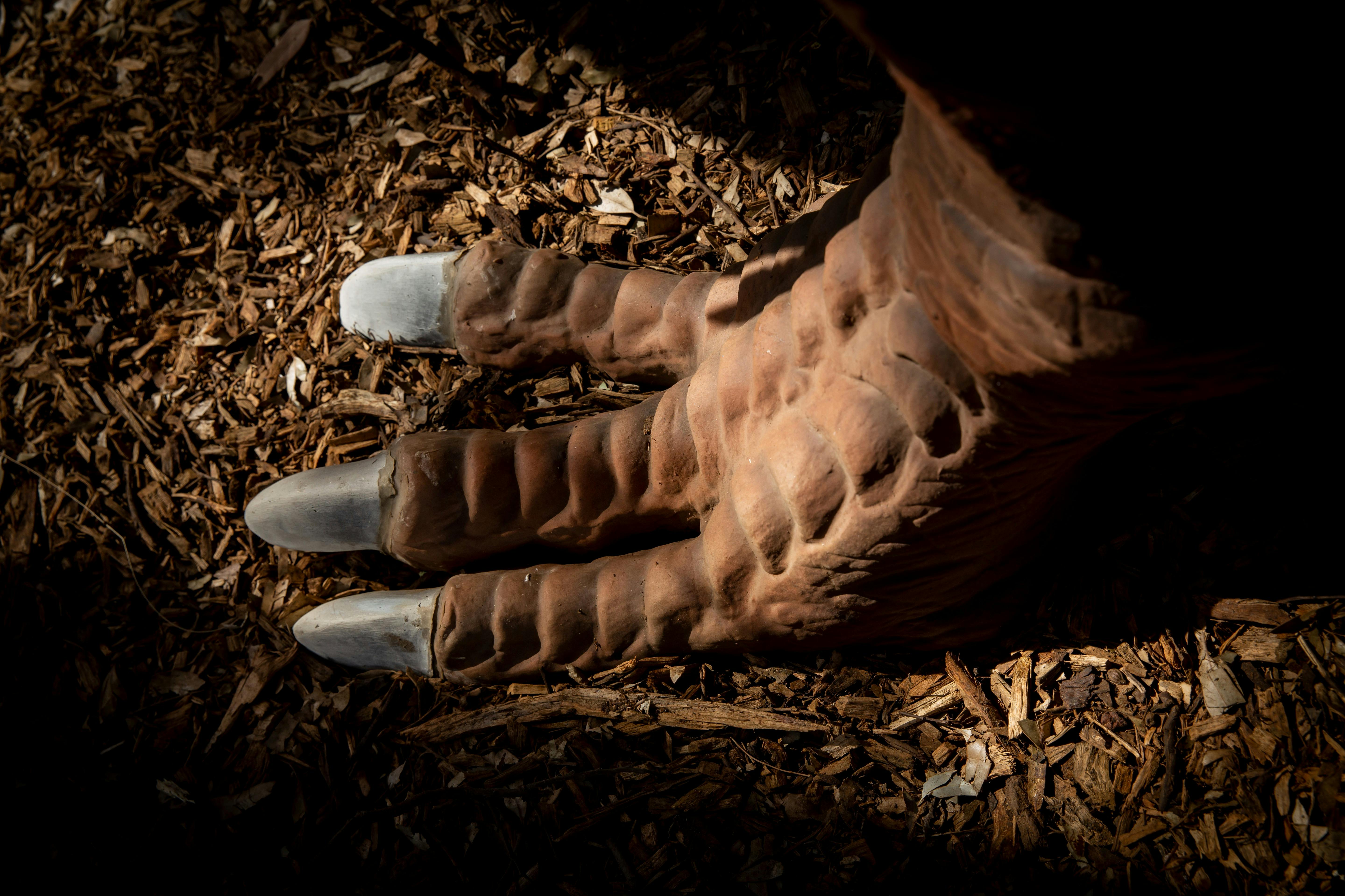 Dinos at the Zoo - Healesville Sanctuary