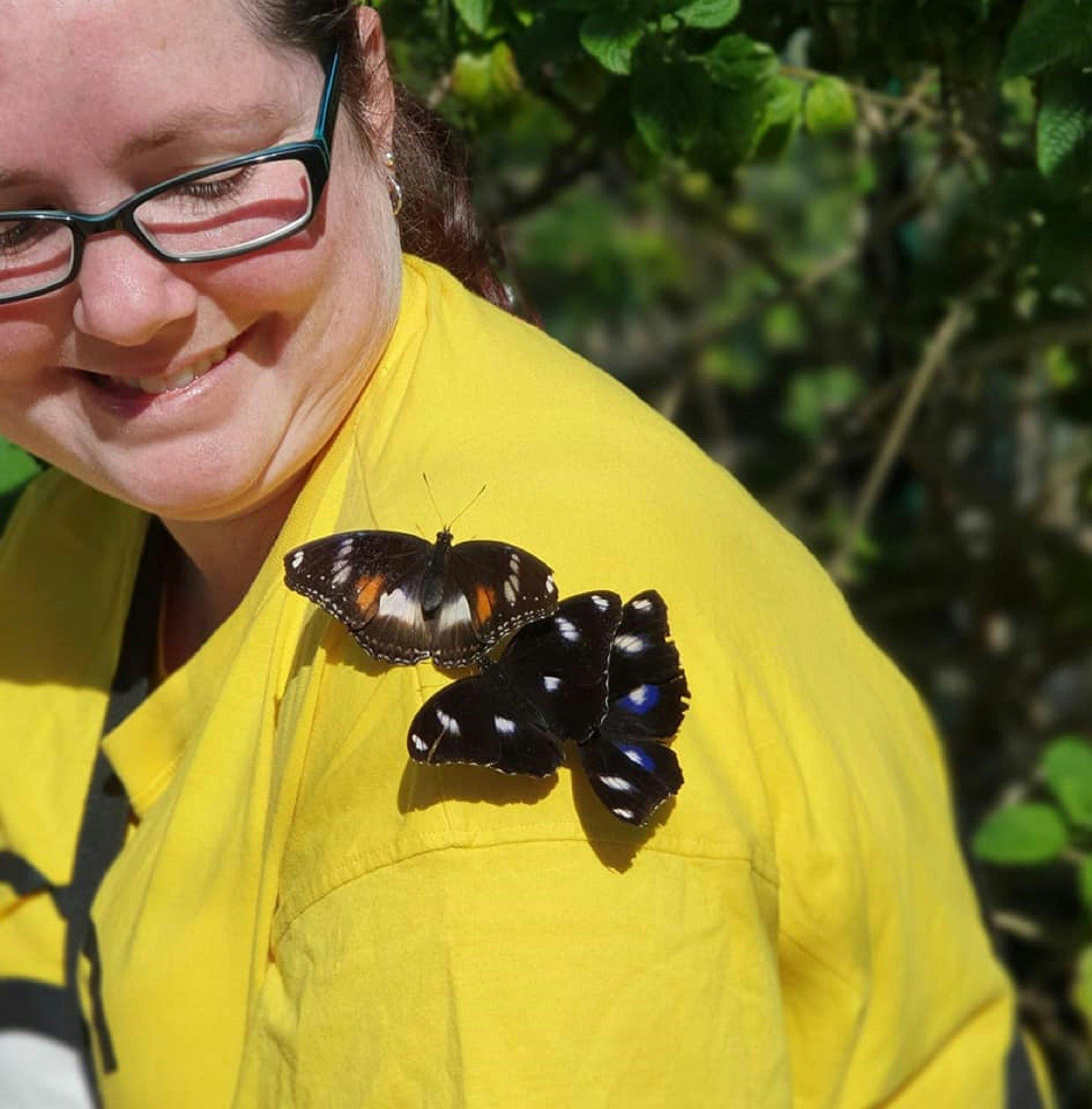 Butterflies attracted to bright yellow.
