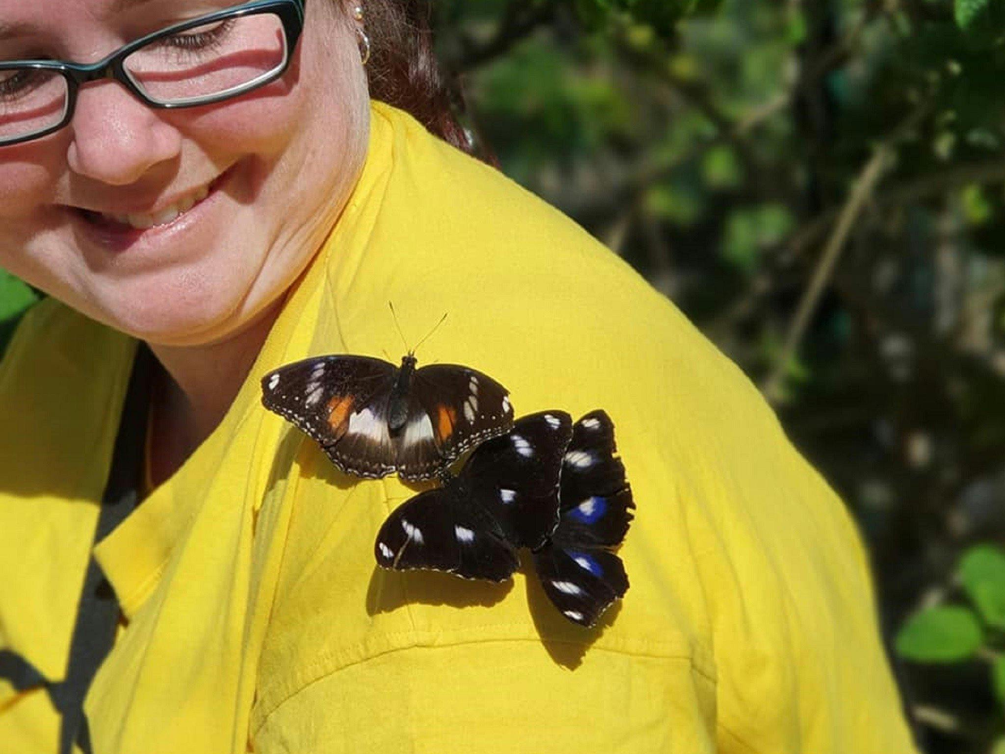 Butterflies attracted to bright yellow.