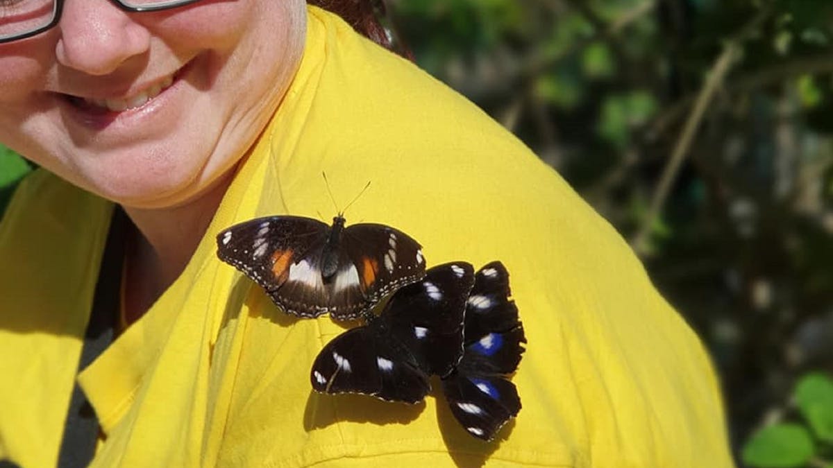 Butterflies attracted to bright yellow.