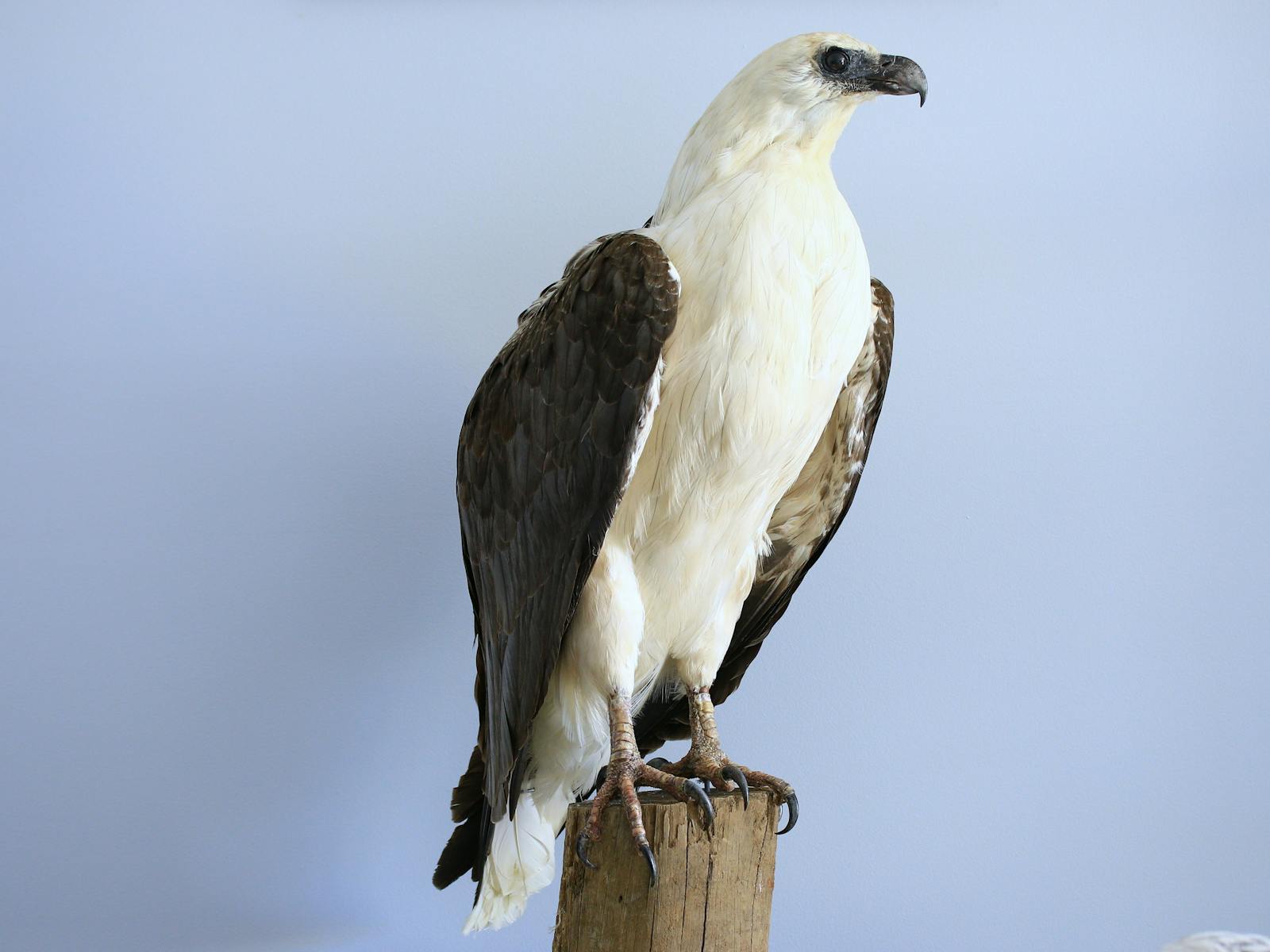 "Evelyn" the White-bellied Sea Eagle