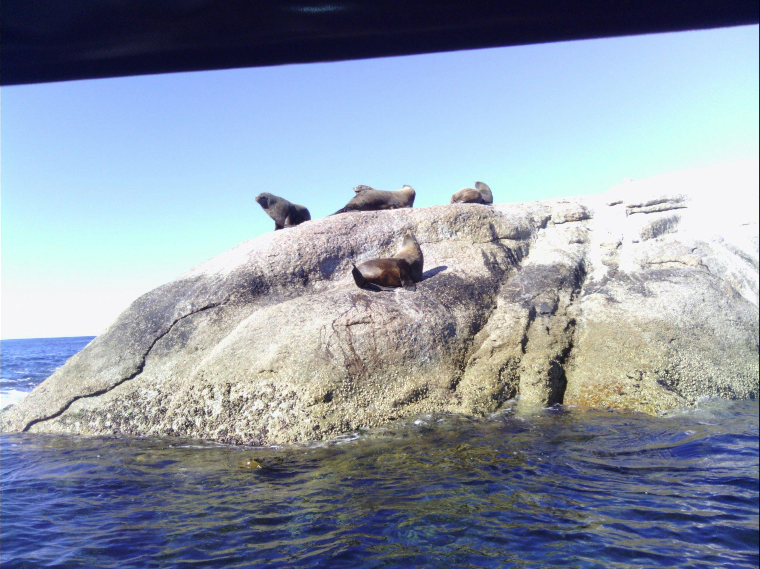 Fur seals on Aligator Rock. Governors Is marine reserve